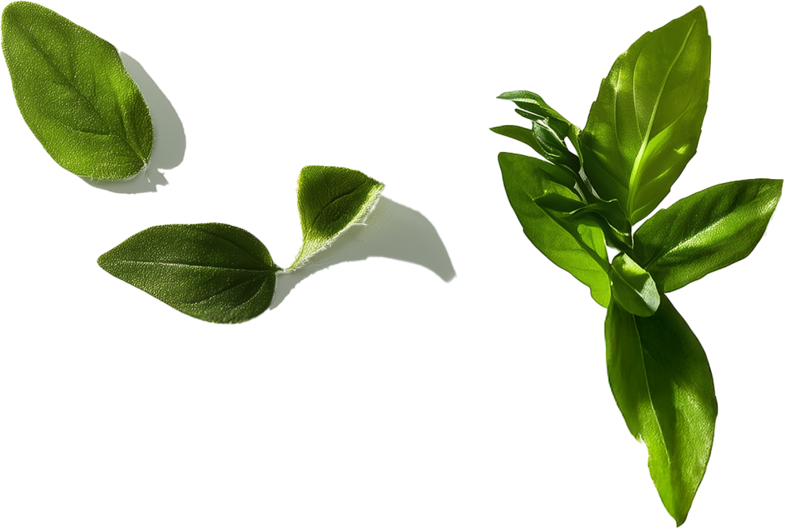 aspol-home-hero-mobile-bottom